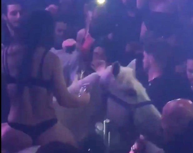 Underwear-Clad Ditz Gallops Into Miami Nightclub On A Horse. We Are Not Amused.