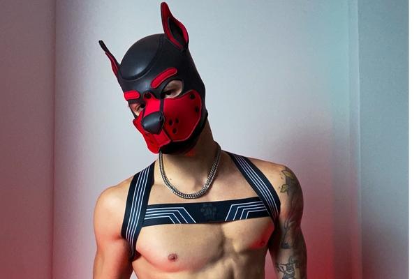 Kennel Club Bandit