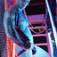 Breedwell Blue Transistor Slingshot Body Harness