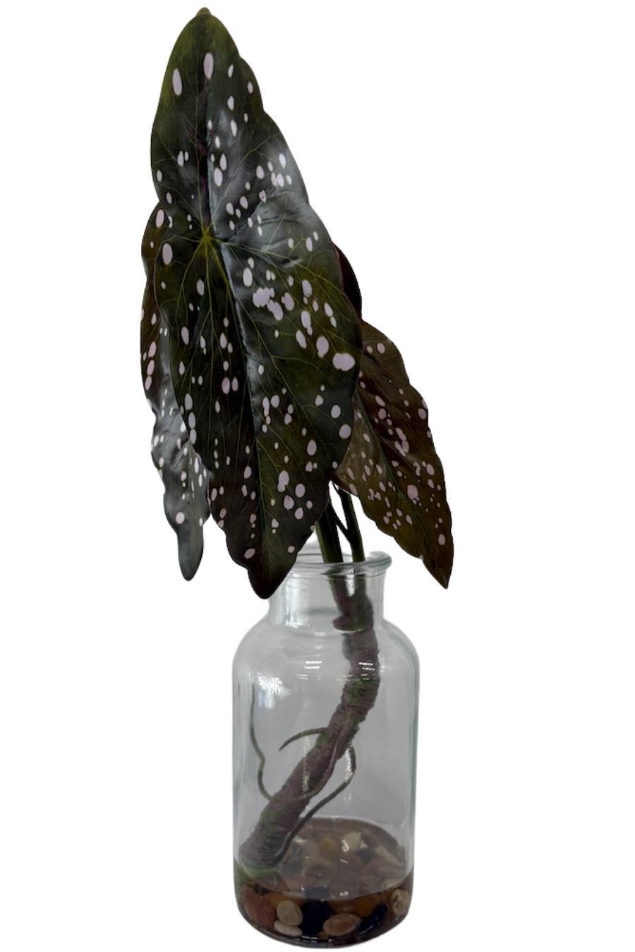 Modern Begonia In Glass
