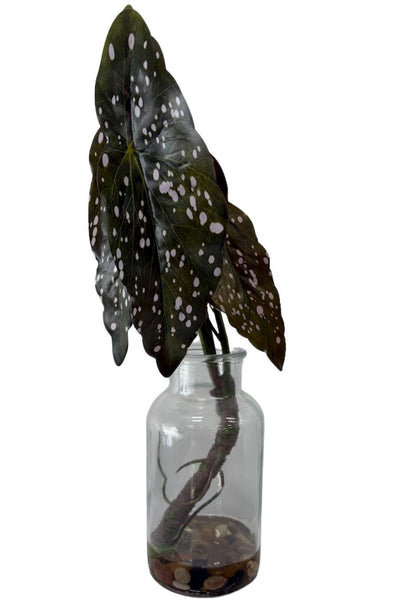 Modern Begonia In Glass
