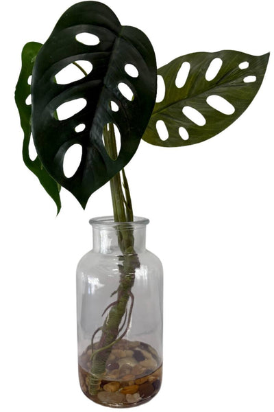 Modern Monstera In Glass