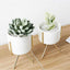 Set of 3 Succulent Planters With Stands
