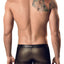 Pikante Gold Amadeus Boxer
